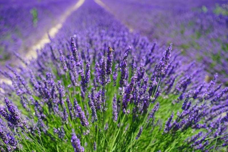 Scented Petals